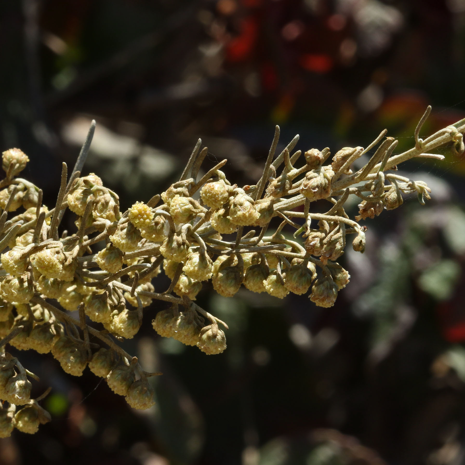 40 Most Common Wildflowers at the Reserve Point Lobos Foundation